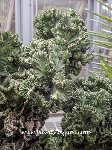 This was a very old large plant. of Euphorbia lactea forma cristata.